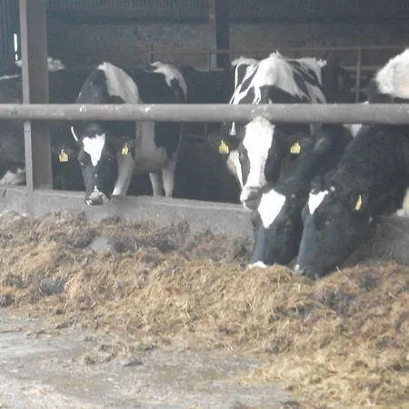 Castleview Farm Farmház *